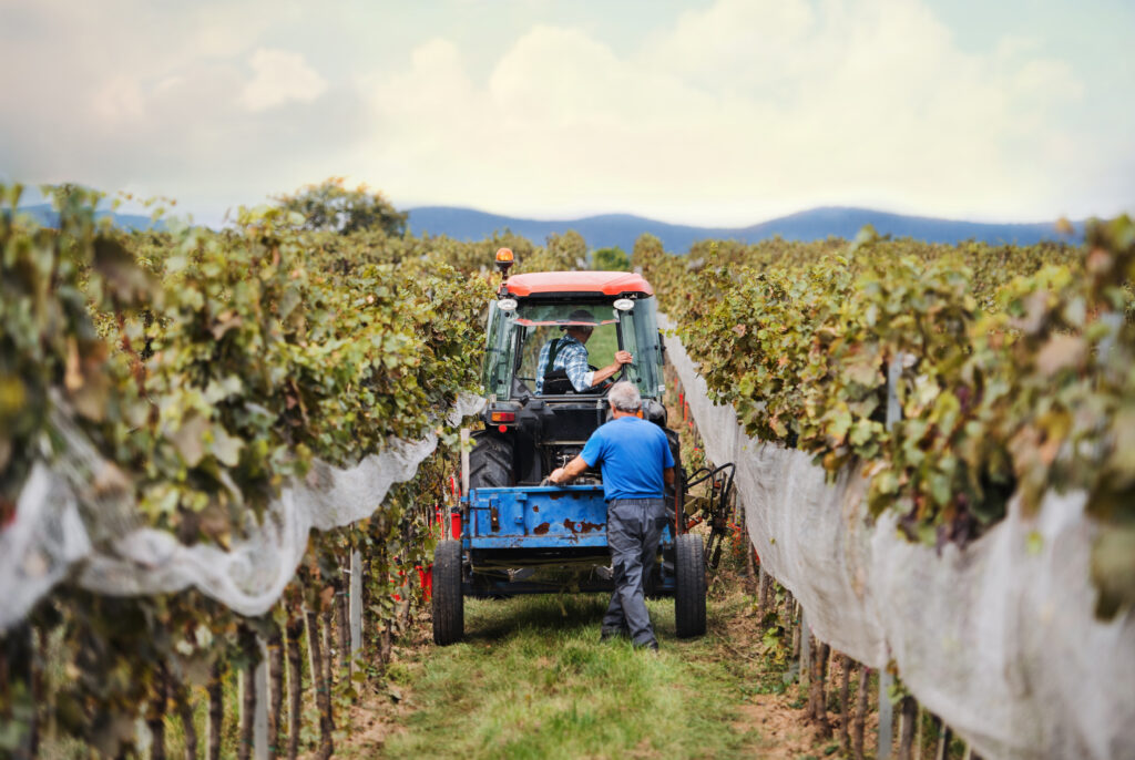 Traktor in einem Weingarten bei der Düngung
